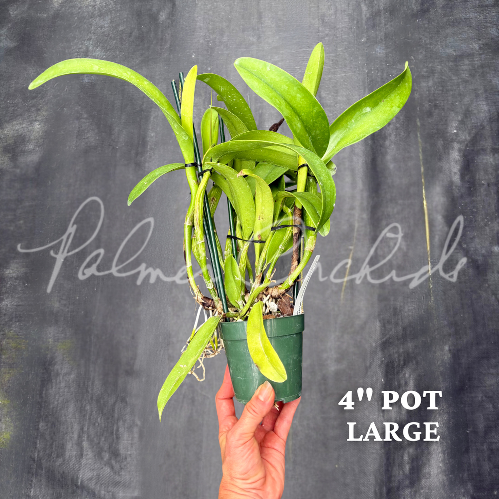 Rth. Elizabeth Palmer 'Palmer Orchids' — Palmer Orchids